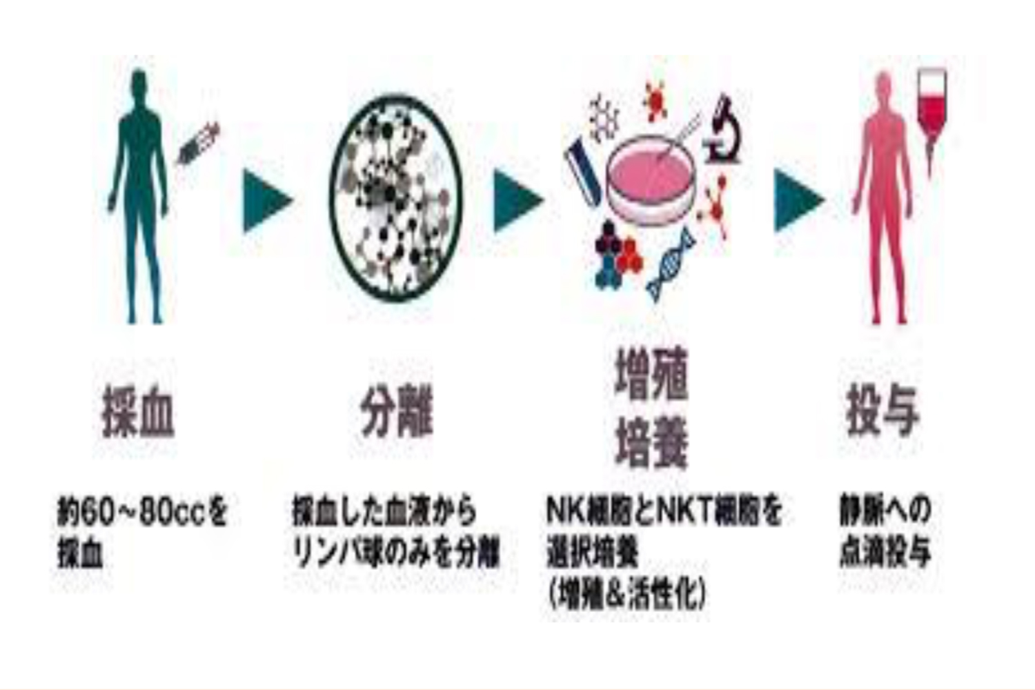 リンパ球説明の図