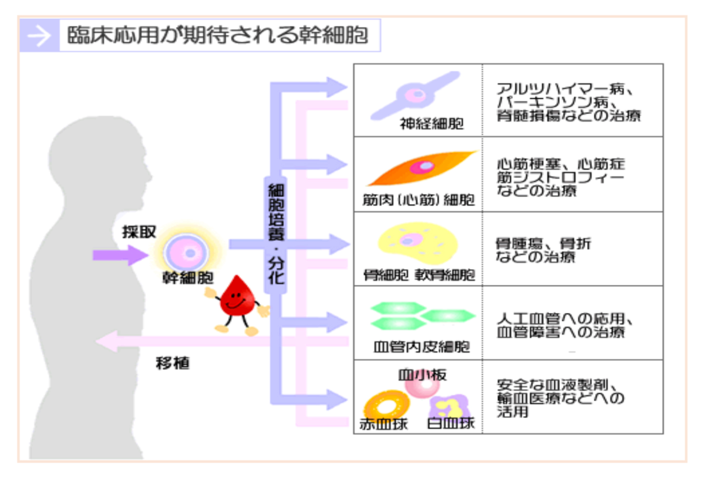 臨床応用が期待される幹細胞